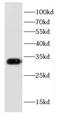 CD82 antigen antibody, FNab01502, FineTest, Western Blot image 