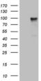 Protocadherin Gamma Subfamily C, 5 antibody, MA5-26921, Invitrogen Antibodies, Western Blot image 