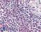 Probable G-protein coupled receptor 132 antibody, LS-A1605, Lifespan Biosciences, Immunohistochemistry paraffin image 
