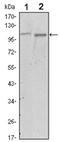 Protein Tyrosine Kinase 2 antibody, AM06508SU-N, Origene, Western Blot image 