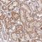 Cell Division Cycle 25B antibody, NBP2-32626, Novus Biologicals, Immunohistochemistry frozen image 
