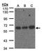 Poly(U)-binding-splicing factor PUF60 antibody, LS-B10758, Lifespan Biosciences, Western Blot image 