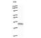 Programmed Cell Death 11 antibody, LS-C342758, Lifespan Biosciences, Western Blot image 