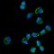 Kelch Like Family Member 12 antibody, A08568-2, Boster Biological Technology, Immunofluorescence image 
