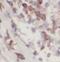 KRAS Proto-Oncogene, GTPase antibody, FNab04641, FineTest, Immunohistochemistry frozen image 