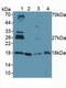p18 antibody, LS-C373279, Lifespan Biosciences, Western Blot image 