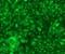 CD207 Molecule antibody, DDX0360A488-100, Novus Biologicals, Immunofluorescence image 