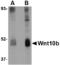 Protein Wnt-10b antibody, A02574, Boster Biological Technology, Western Blot image 