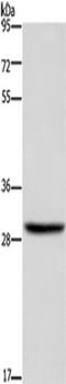 Dehydrogenase/Reductase 3 antibody, TA349890, Origene, Western Blot image 