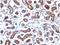 Trefoil Factor 1 antibody, AM50172PU-S, Origene, Immunohistochemistry paraffin image 