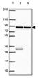 WD Repeat Domain 48 antibody, HPA058015, Atlas Antibodies, Western Blot image 