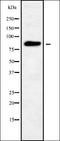 GINS Complex Subunit 1 antibody, orb338246, Biorbyt, Western Blot image 
