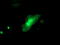 Integrin-alpha FG-GAP repeat-containing protein 2 antibody, LS-C173029, Lifespan Biosciences, Immunofluorescence image 