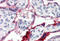 Annexin A1 antibody, MBS242449, MyBioSource, Immunohistochemistry frozen image 