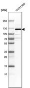 Lethal(2) giant larvae protein homolog 1 antibody, PA5-54637, Invitrogen Antibodies, Western Blot image 
