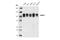 Histone Deacetylase 7 antibody, 33418S, Cell Signaling Technology, Western Blot image 