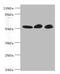 GDP Dissociation Inhibitor 2 antibody, A50237-100, Epigentek, Western Blot image 