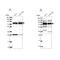 Large subunit GTPase 1 homolog antibody, NBP1-83755, Novus Biologicals, Western Blot image 