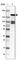 BMP-2-inducible protein kinase antibody, HPA026501, Atlas Antibodies, Western Blot image 