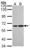 Sorting nexin-18 antibody, orb73845, Biorbyt, Western Blot image 