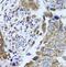 A-FABP antibody, FNab02932, FineTest, Immunohistochemistry frozen image 