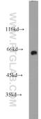 Dihydropyrimidinase-related protein 1 antibody, 10317-1-AP, Proteintech Group, Western Blot image 