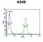 Intraflagellar Transport 43 antibody, abx032498, Abbexa, Western Blot image 