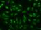 Eukaryotic Translation Initiation Factor 3 Subunit F antibody, GTX02189, GeneTex, Immunofluorescence image 