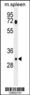 Solute Carrier Family 25 Member 51 antibody, 55-424, ProSci, Western Blot image 