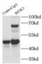 RIO Kinase 3 antibody, FNab07311, FineTest, Immunoprecipitation image 