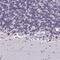 Barrier-to-autointegration factor antibody, NBP2-38442, Novus Biologicals, Immunohistochemistry frozen image 