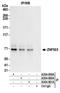 Zinc finger protein 503 antibody, A304-061A, Bethyl Labs, Immunoprecipitation image 