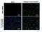 Japanese Encephalitis Virus NS4B  antibody, NBP2-42895, Novus Biologicals, Immunocytochemistry image 