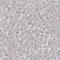 mBD-1 antibody, HPA023374, Atlas Antibodies, Immunohistochemistry frozen image 