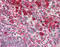 Heat Shock Protein Family A (Hsp70) Member 5 antibody, MBS565113, MyBioSource, Immunohistochemistry frozen image 