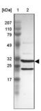 Proteasome 20S alpha 3 antibody, NBP1-92293, Novus Biologicals, Western Blot image 