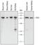 Phosphoenolpyruvate Carboxykinase 1 antibody, AF6787, R&D Systems, Western Blot image 