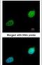 XPA, DNA Damage Recognition And Repair Factor antibody, PA5-27852, Invitrogen Antibodies, Immunofluorescence image 