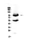 Endoglin antibody, PA5-79203, Invitrogen Antibodies, Western Blot image 