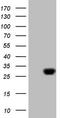 Exosome Component 1 antibody, TA808513, Origene, Western Blot image 
