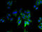 Ribosomal Protein Lateral Stalk Subunit P1 antibody, A52732-100, Epigentek, Immunofluorescence image 