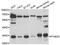 Prostaglandin E Synthase 2 antibody, A7137, ABclonal Technology, Western Blot image 