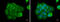 Atrial natriuretic peptide receptor 3 antibody, GTX110023, GeneTex, Immunocytochemistry image 