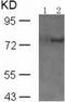 Protein kinase C delta type antibody, TA322522, Origene, Western Blot image 