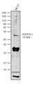 Angiopoietin Like 4 antibody, 710186, Invitrogen Antibodies, Western Blot image 
