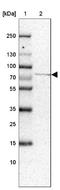 Coiled-Coil Domain Containing 93 antibody, NBP2-30369, Novus Biologicals, Western Blot image 
