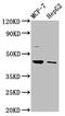 Hepatic And Glial Cell Adhesion Molecule antibody, LS-C673130, Lifespan Biosciences, Western Blot image 