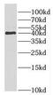 Uncharacterized protein KIAA0087 antibody, FNab04526, FineTest, Western Blot image 