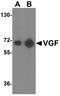 VGF Nerve Growth Factor Inducible antibody, A03966, Boster Biological Technology, Western Blot image 