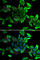 Sarcoglycan Delta antibody, A6980, ABclonal Technology, Immunofluorescence image 